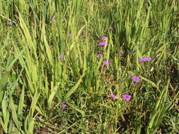 Image of Glandularia sessilis (Cham.) Tronc.