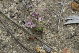 Stylidium brunonianum subsp. brunonianum resmi