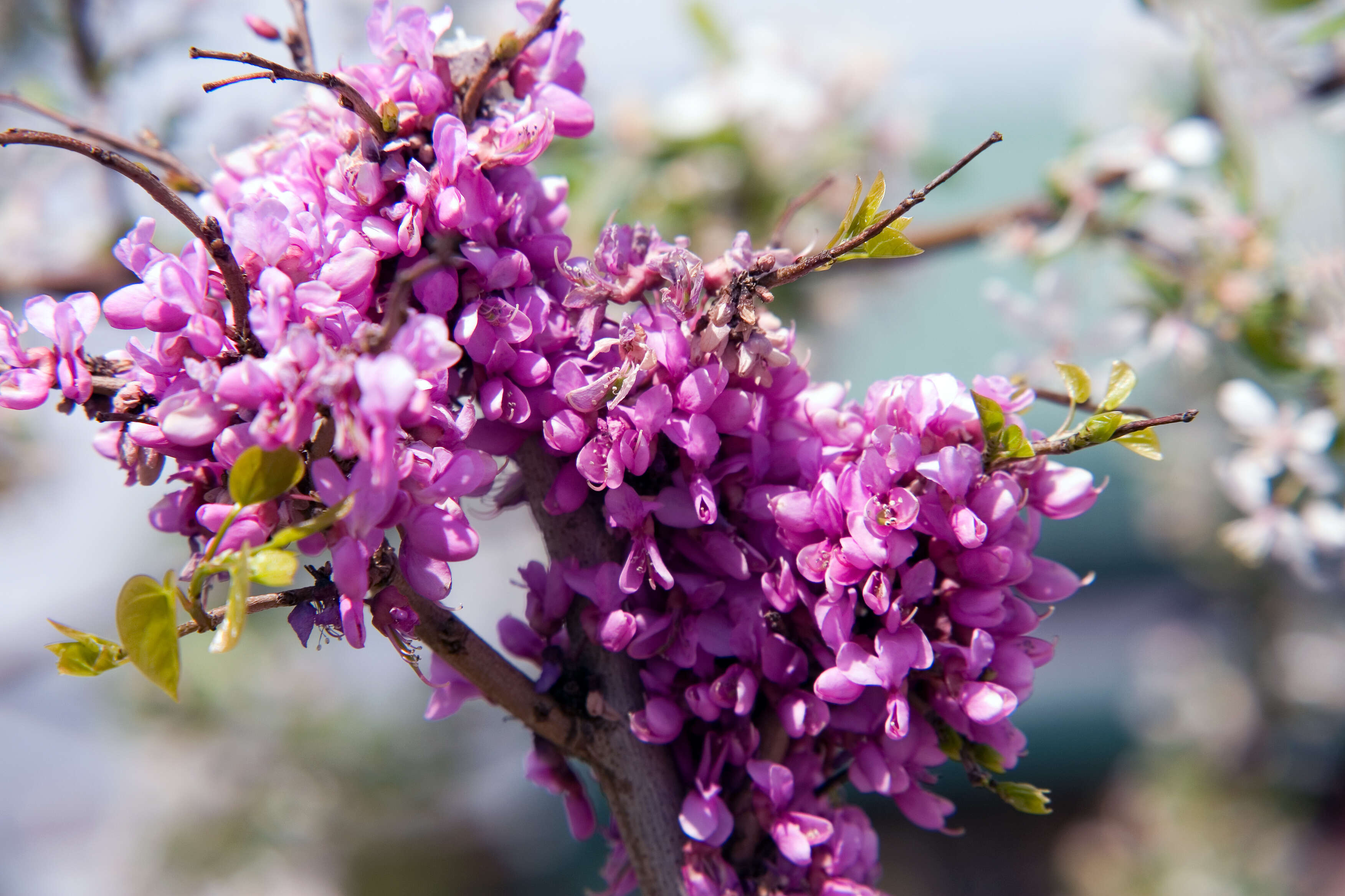 Слика од Cercis chinensis Bunge