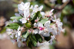 Image of Japanese Crabapple