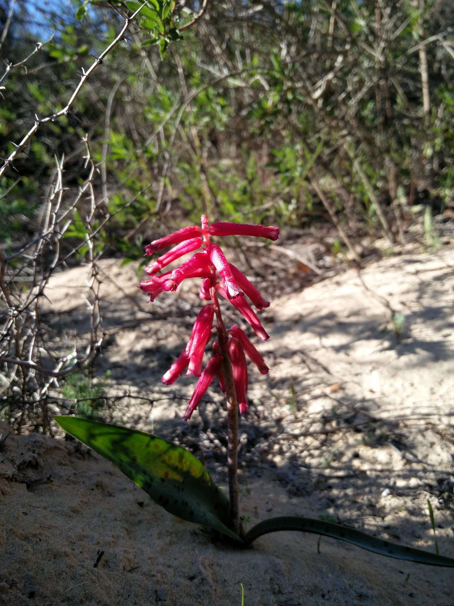 Image of Lachenalia punctata Jacq.