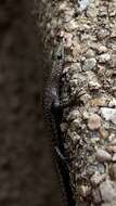 Image of Coastal snake-eyed skink