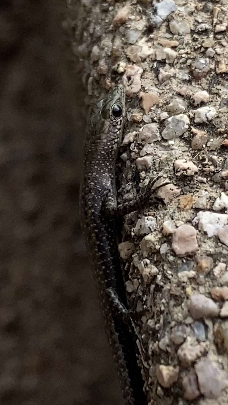 Image of Coastal snake-eyed skink