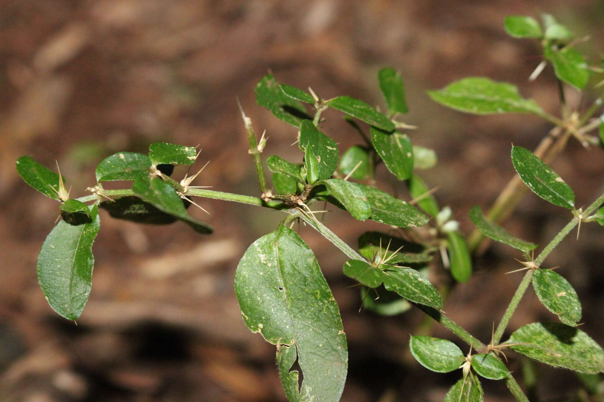 Image de Nyssanthes diffusa R. Br.