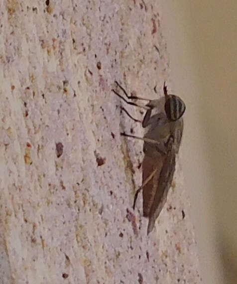 Image of Striped Horse Fly