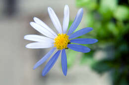 Image of blue daisy