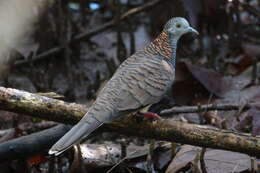 Image of Bar-shouldered Dove