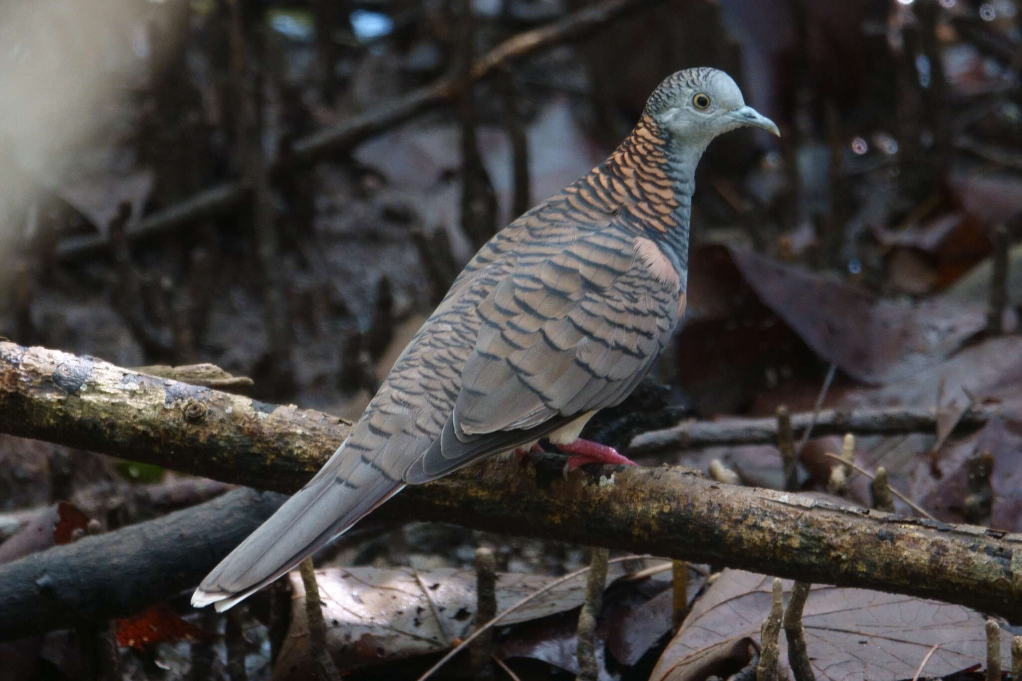 Image of Bar-shouldered Dove