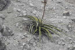 Tillandsia latifolia Meyen resmi