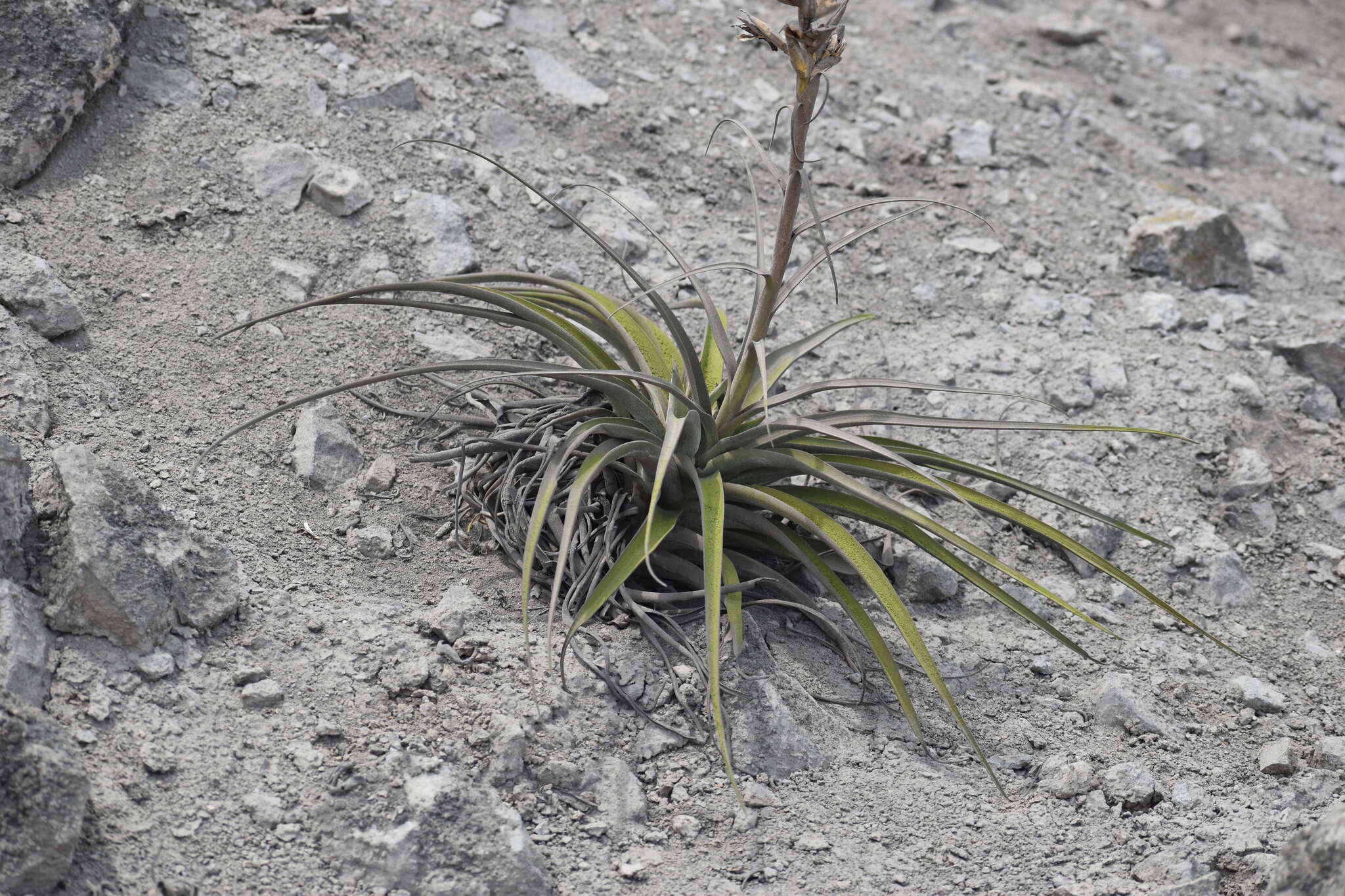 Imagem de Tillandsia latifolia Meyen