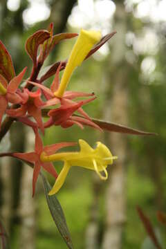 Image of Columnea schiedeana Schltdl.