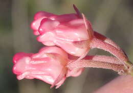 Image of Wax creeper