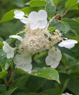 Image of Japanese climbing hydrangea