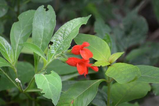 Imagem de Salvia pansamalensis Donn. Sm.