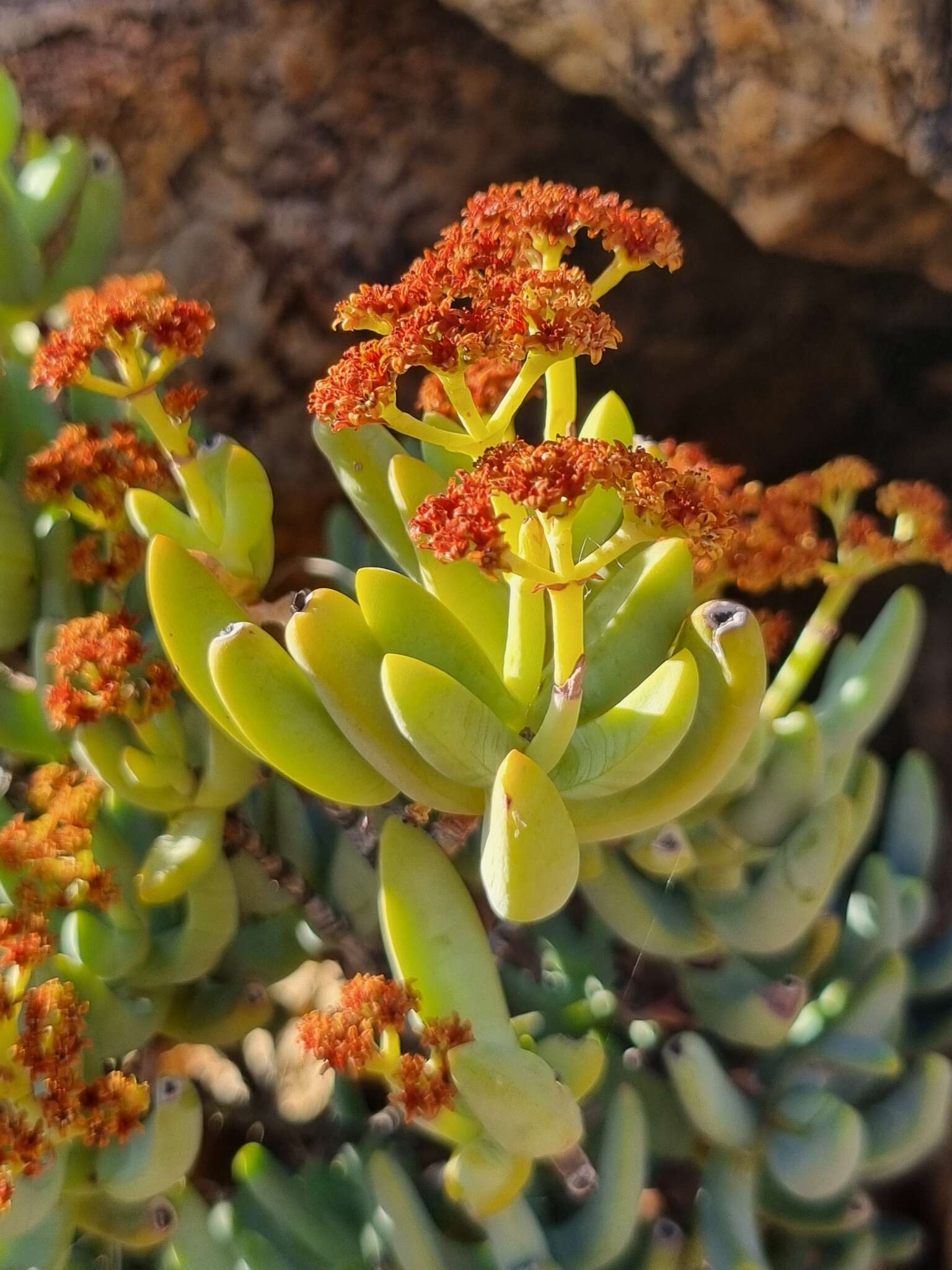 Image of Crassula brevifolia subsp. brevifolia