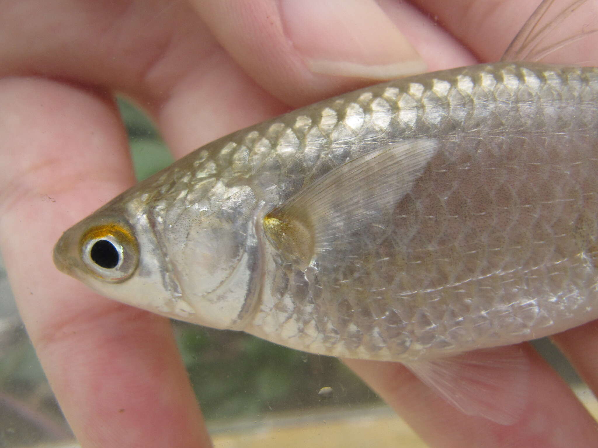 Image of Berneo-mullet