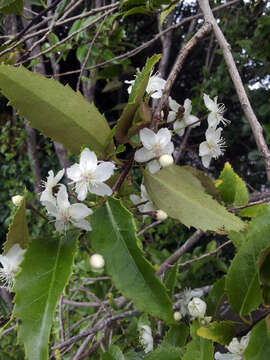 Image of Hoheria sexstylosa var. ovata (Simpson & Thomson) Allan