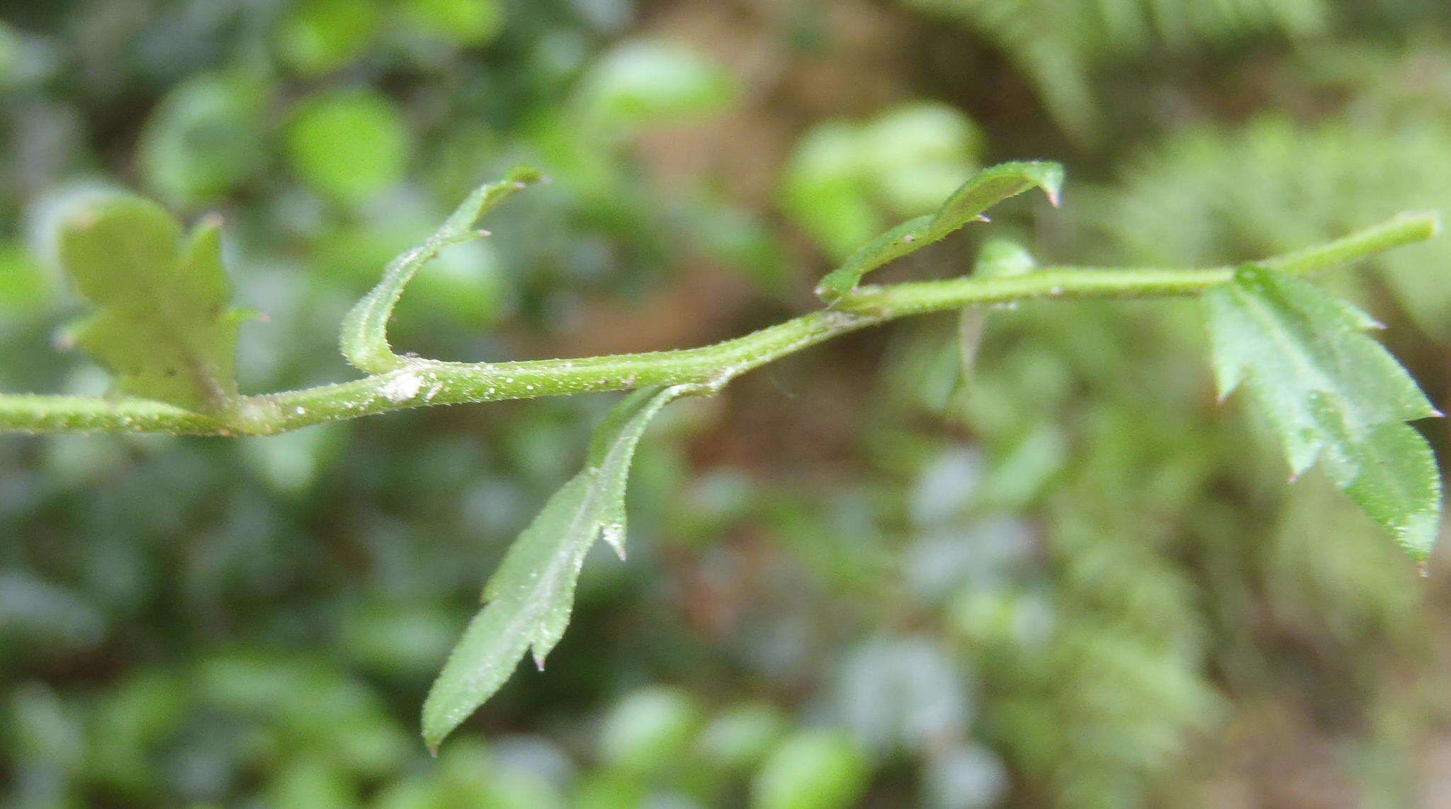 Image of Monopsis simplex (L.) E. Wimm.