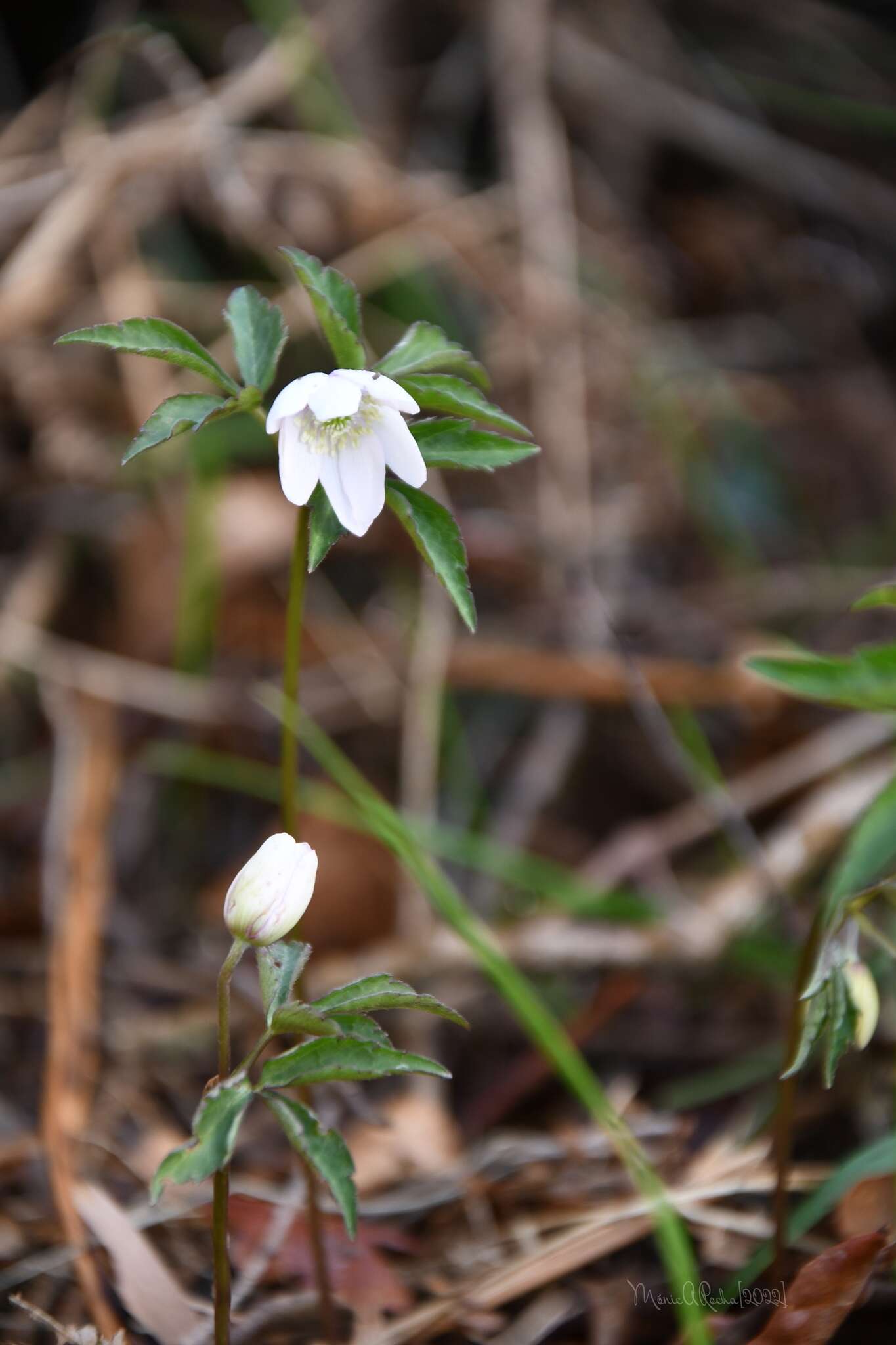 Plancia ëd Anemone trifolia subsp. albida (Mariz) Ulbr.