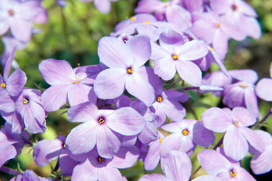 Image of creeping phlox