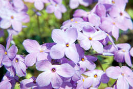 Image of creeping phlox