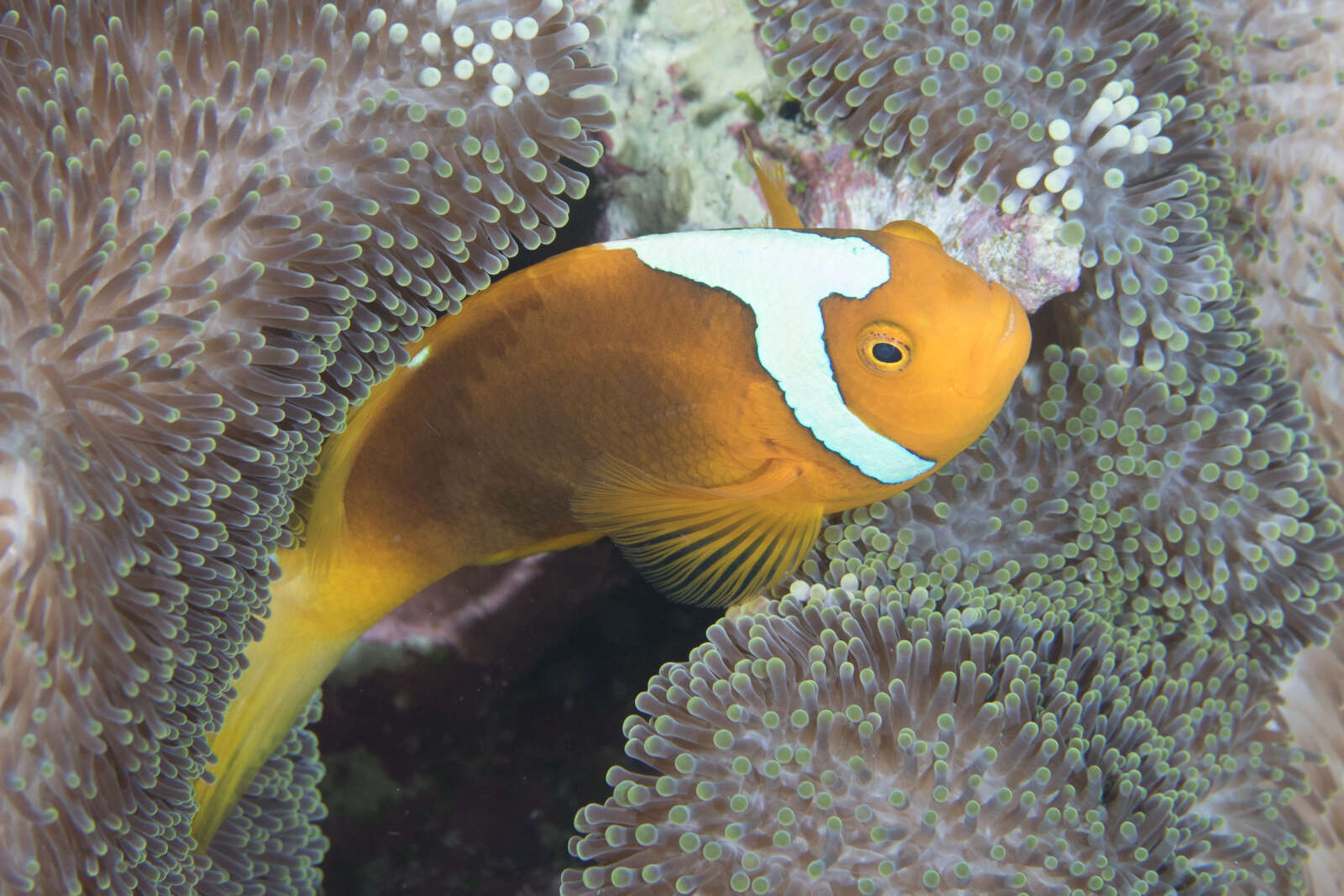 Image of White-bonnet anemonefish