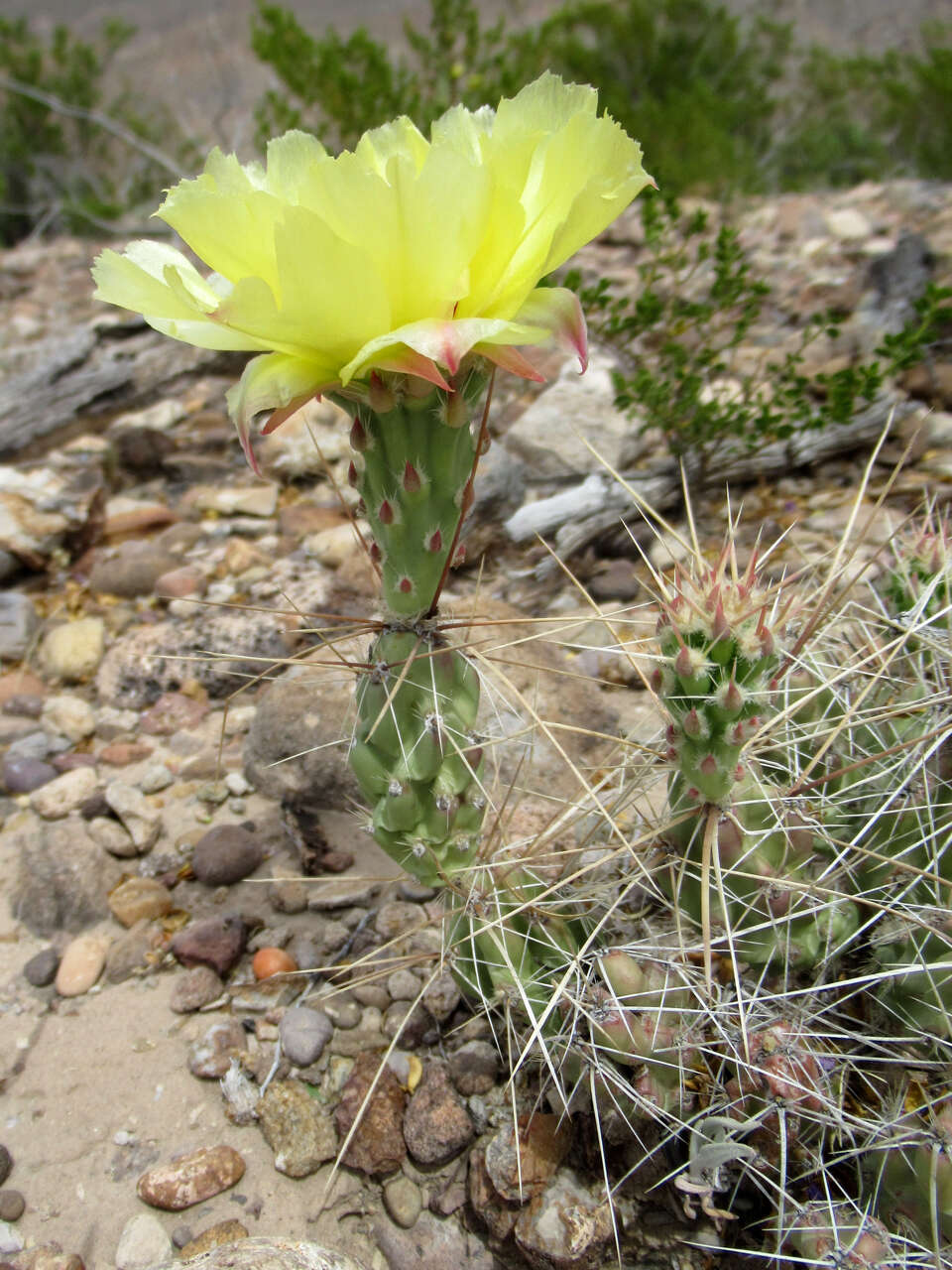 Image of Big Bend pricklypear