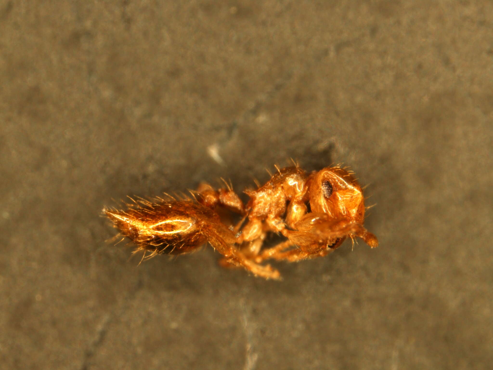 Image of Crematogaster punctulata Emery 1895