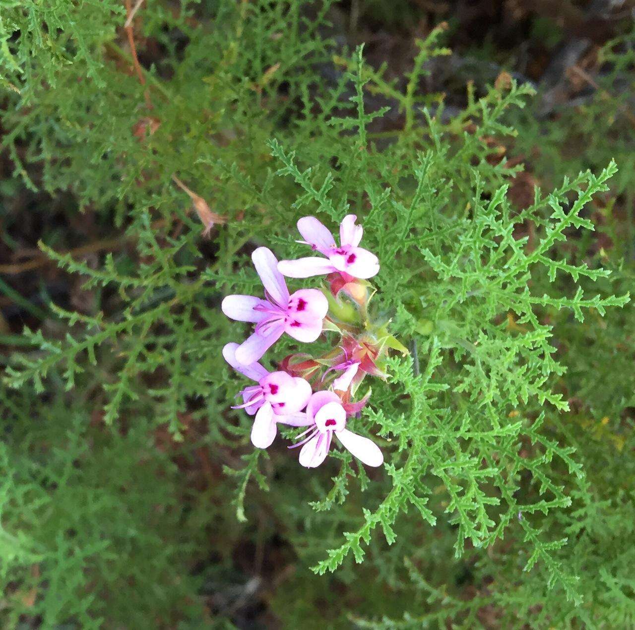 Image of Pelargonium denticulatum Jacq.