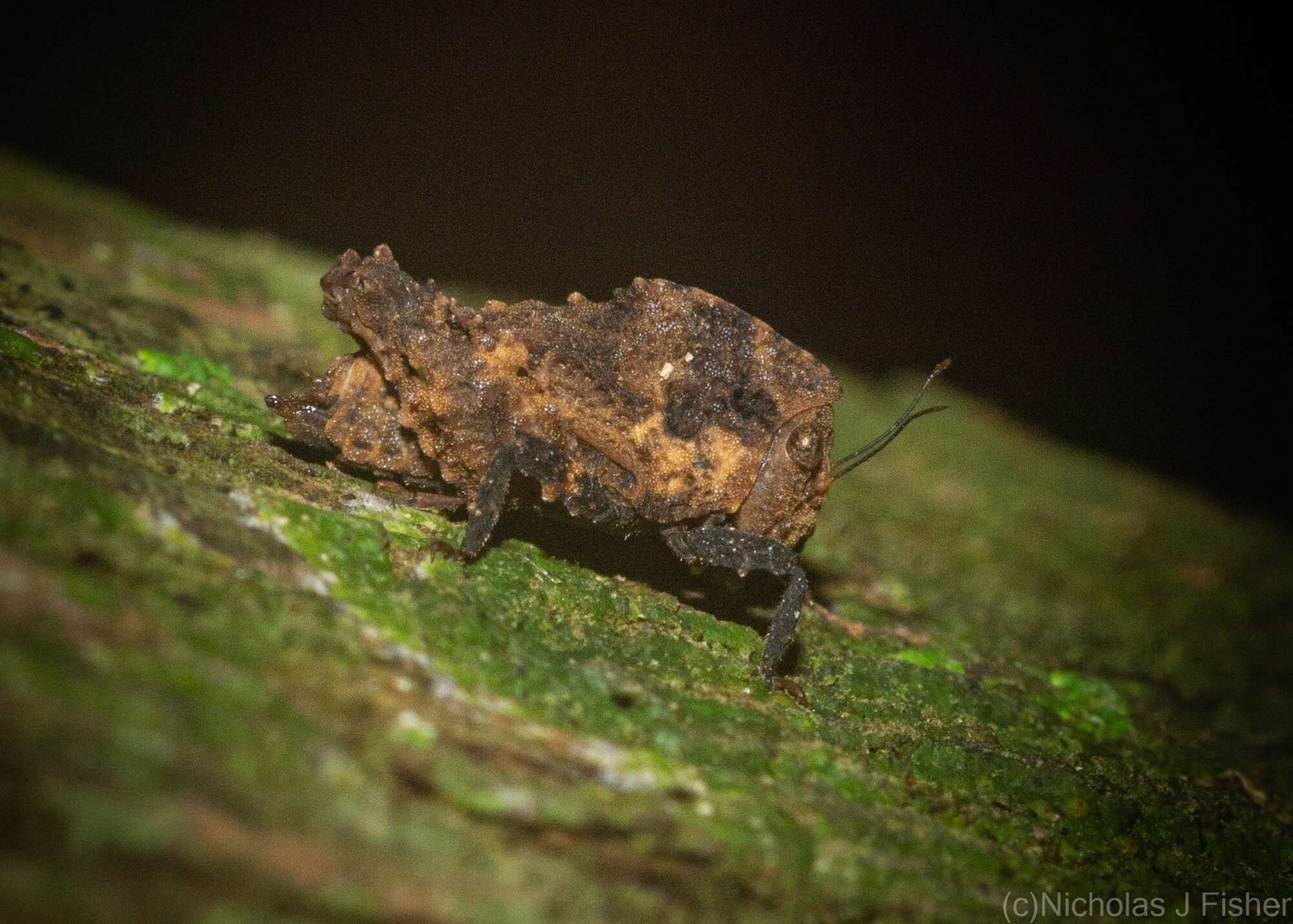 Plancia ëd Paraselina trituberculata (Sjöstedt 1932)