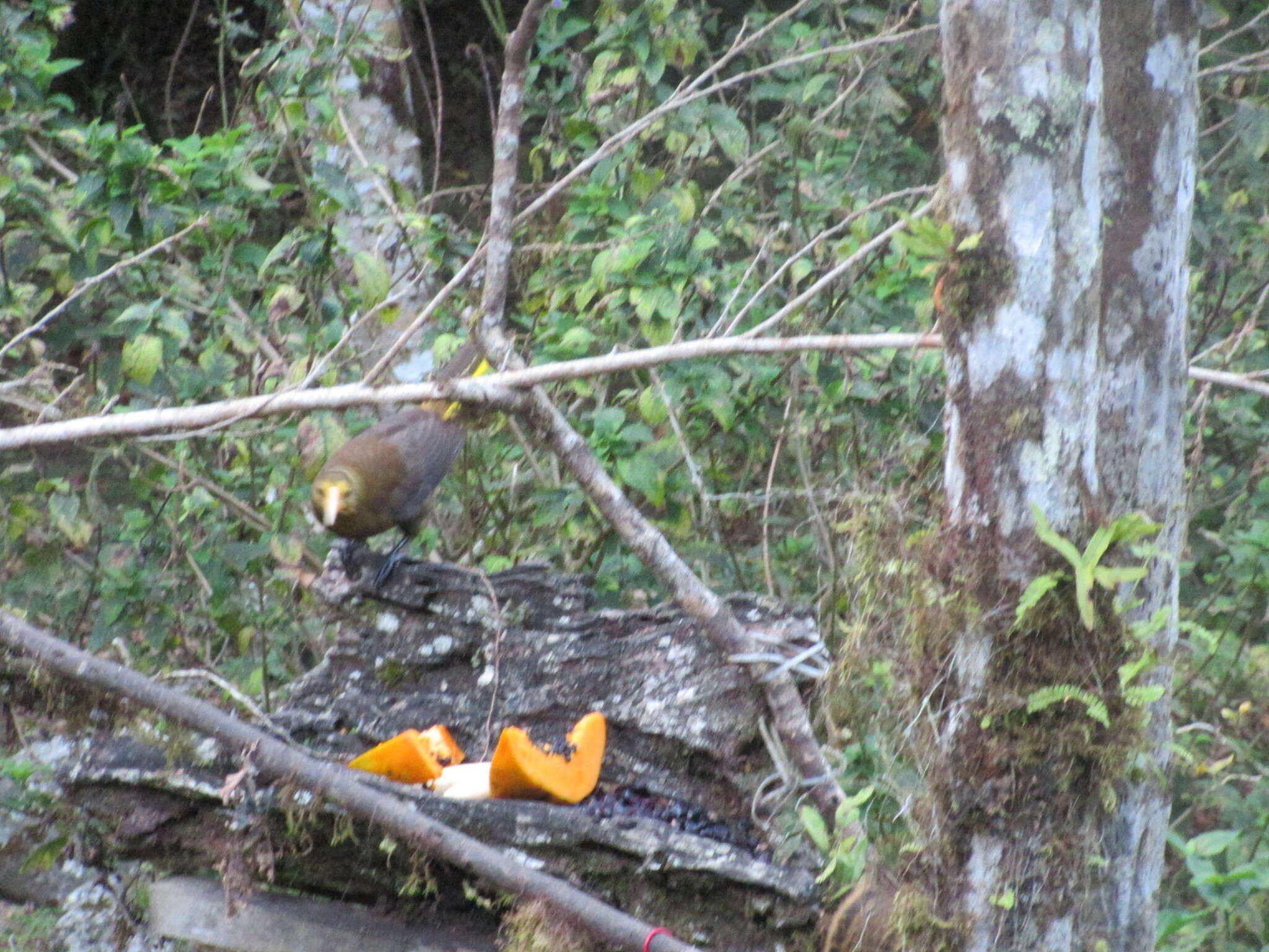 Image of Russet-backed Oropendola