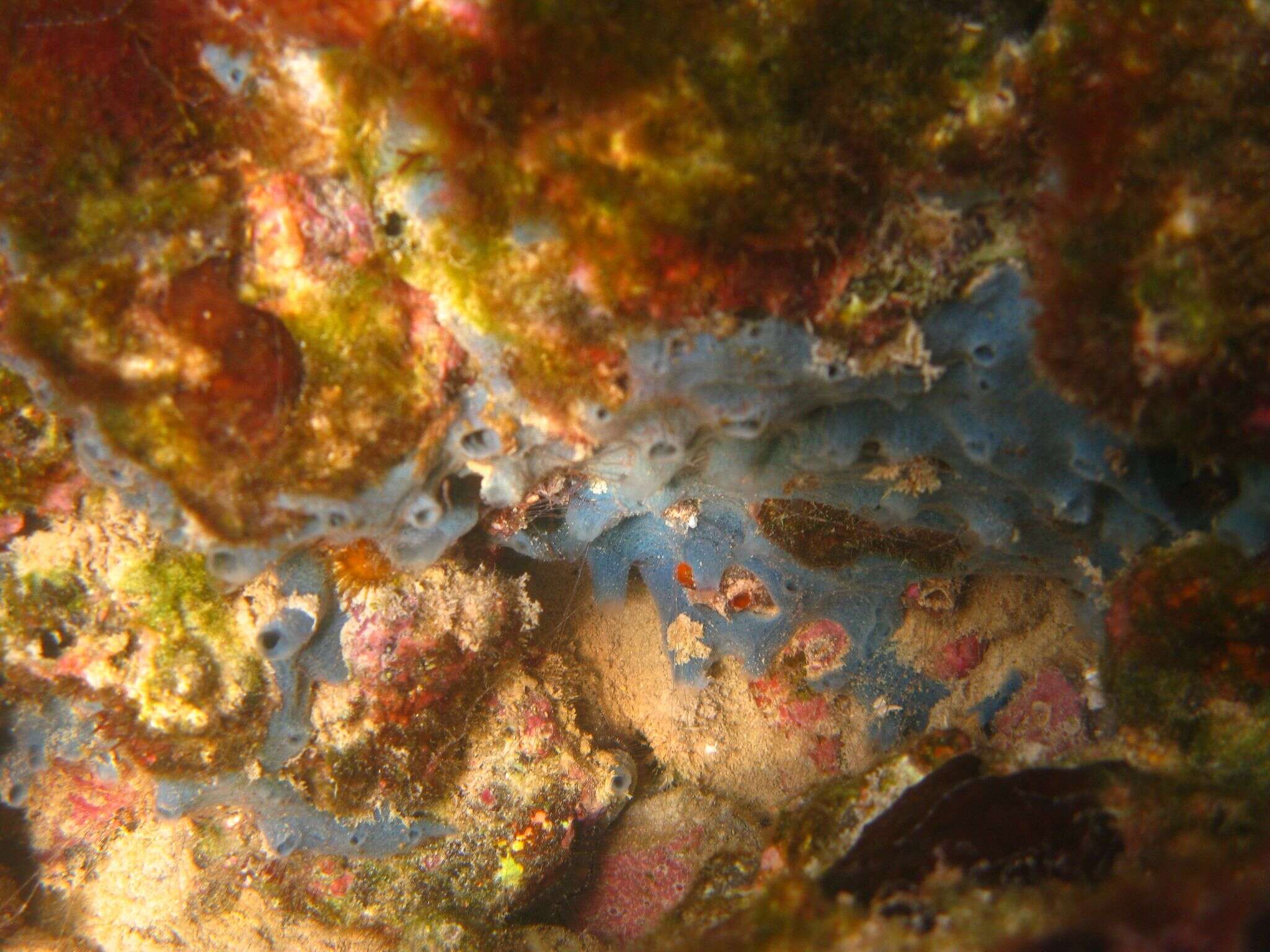 Image of Blue caribbean sponge
