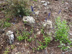 Image de Salvia stachyoides Kunth