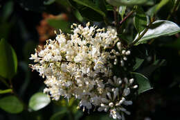 Image of Japanese privet