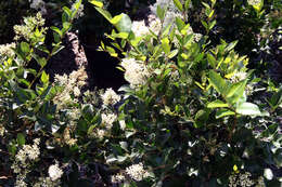 Image of Japanese privet