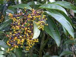 Plancia ëd Miconia longifolia (Aubl.) DC.