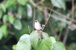 Image of Chattering Cisticola