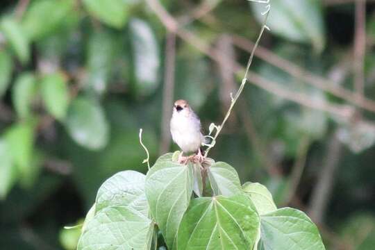 Image of Chattering Cisticola