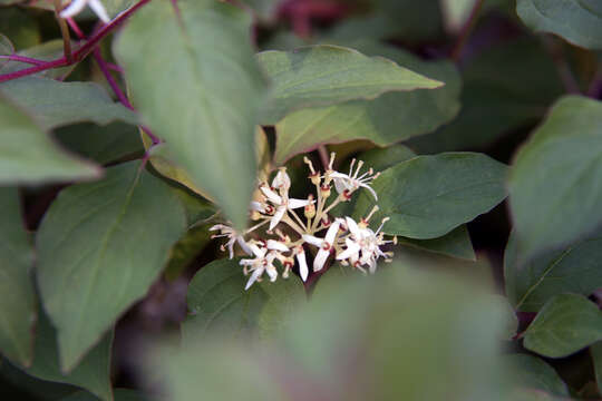 Imagem de Cornus sanguinea L.