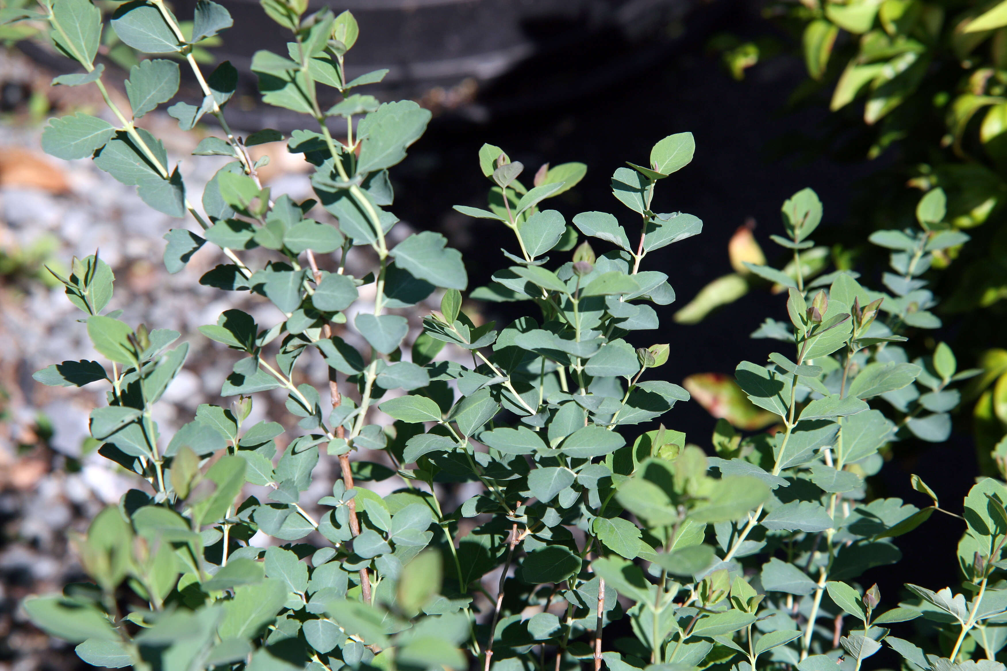 Image of common snowberry