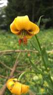 Lilium ponticum K. Koch resmi