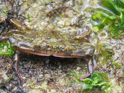 Image of Callinectes marginatus (A. Milne-Edwards 1861)