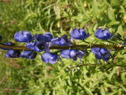 Слика од Aconitum napellus L.