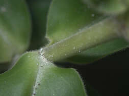 Image de Veronica pubescens subsp. pubescens