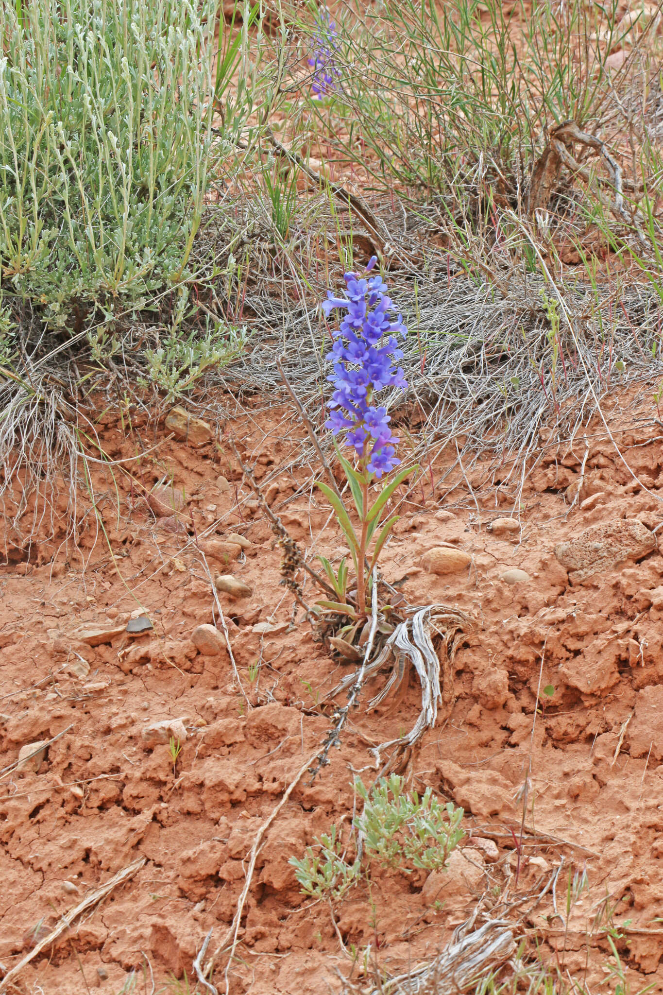 Image de Penstemon fremontii Torr. & Gray