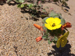 Image of beach suncup