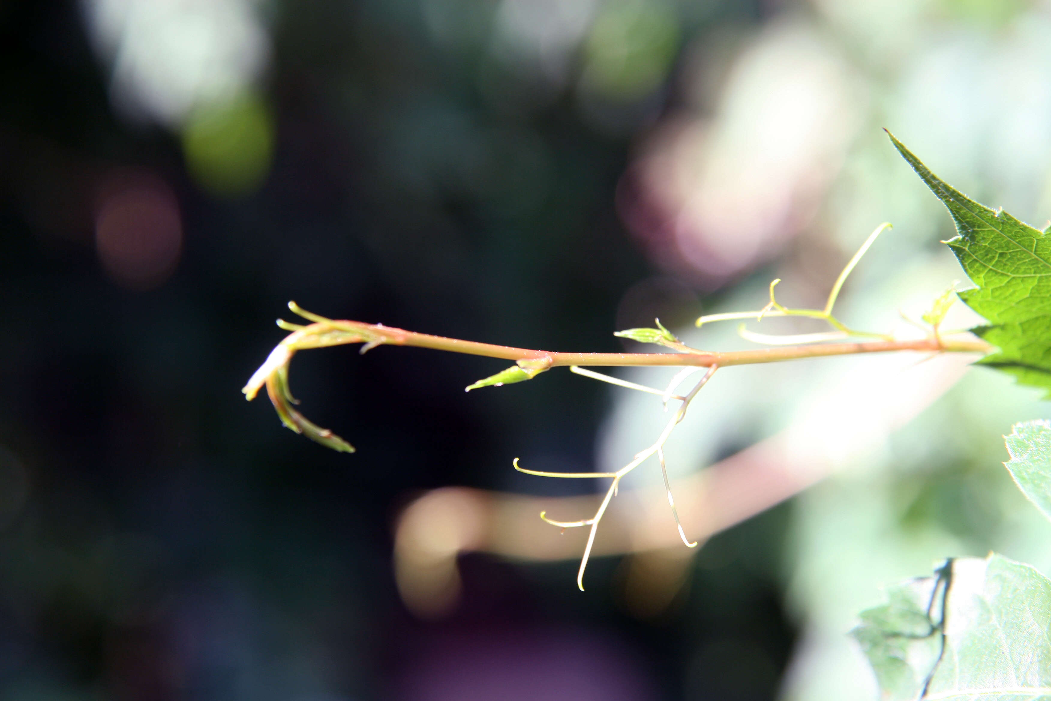 Image of Virginia creeper