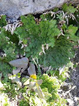 Image of resurrection plant