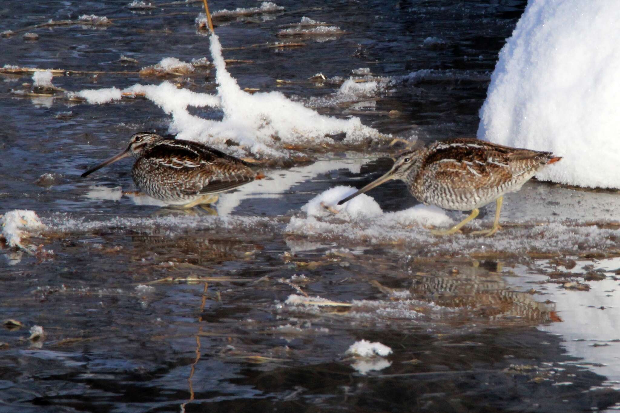 Image of Solitary Snipe