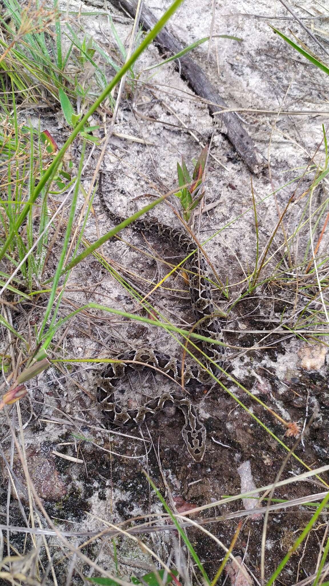 Imagem de Bothrops neuwiedi Wagler 1824